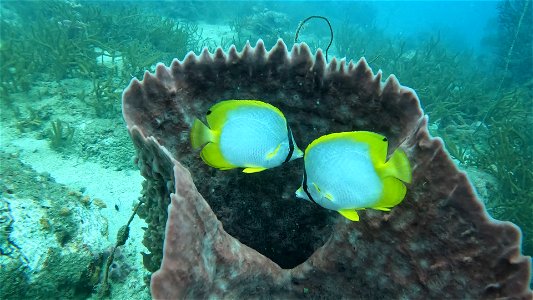Butterfly Fish Taganga Colombia