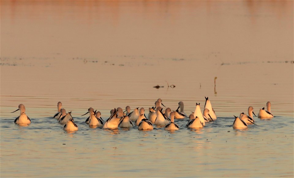 Fall Plumage American Avocets Huron Wetland Management District