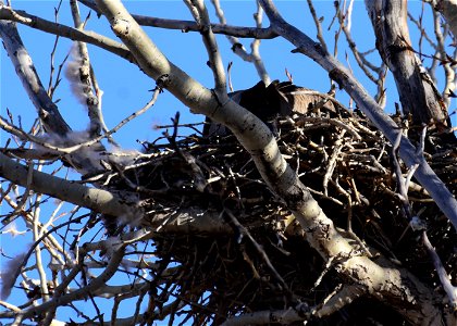 Canada goose nesting in tree at Seedskadee National Wildlife Refuge photo
