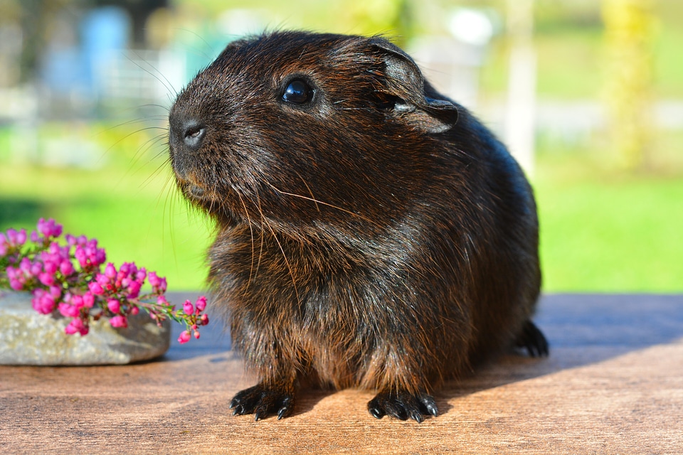 Smooth hair gold agouti young animal