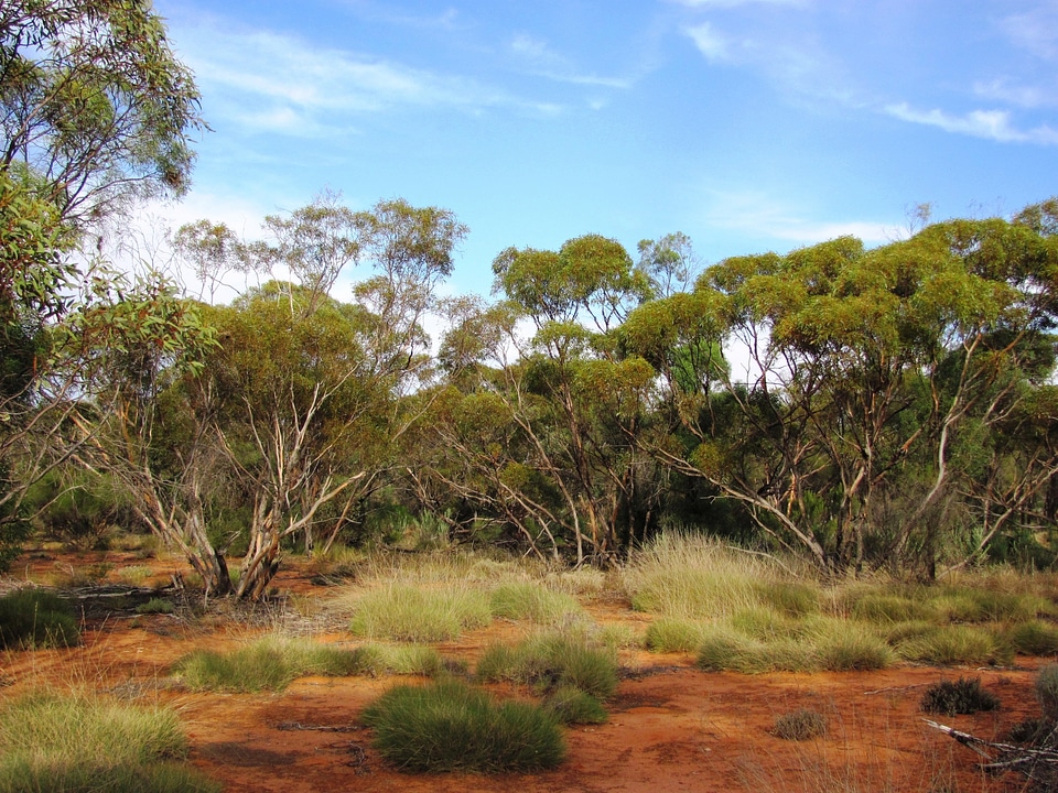 Gluepot Reserve in Australia