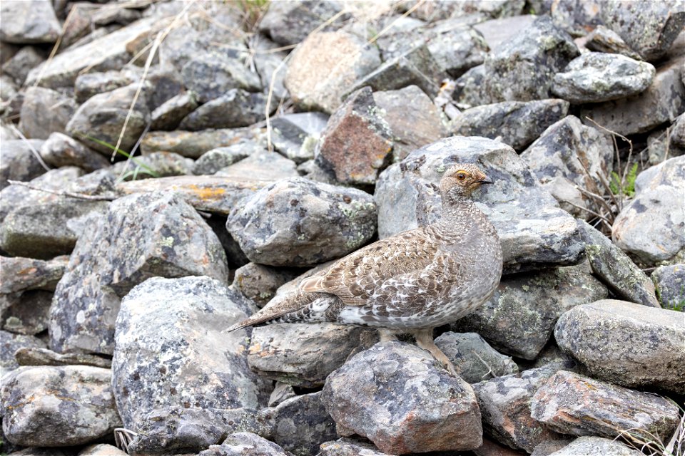Dusky grouse camouflaged in rocks