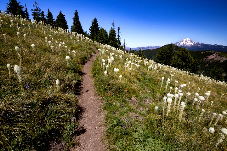 Willamette National Forest, Coffin  Mountain Trail