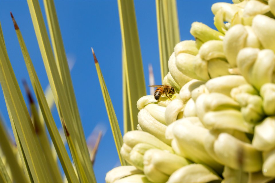 European Honeybee on Joshua Tree Flowers