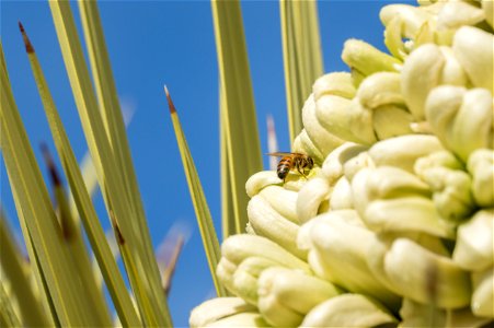 European Honeybee on Joshua Tree Flowers