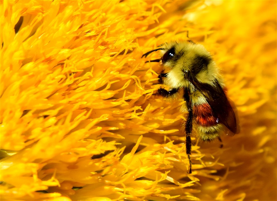 Hunt's bumblebee at Seedskadee National Wildlife Refuge