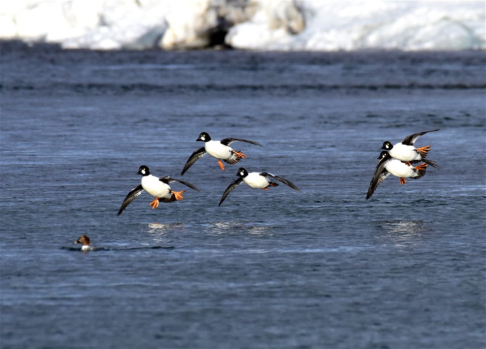 Common goldeneye at Seedskadee National Wildlife Refuge