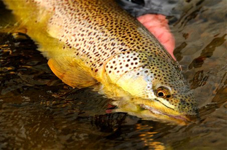 Brown trout release