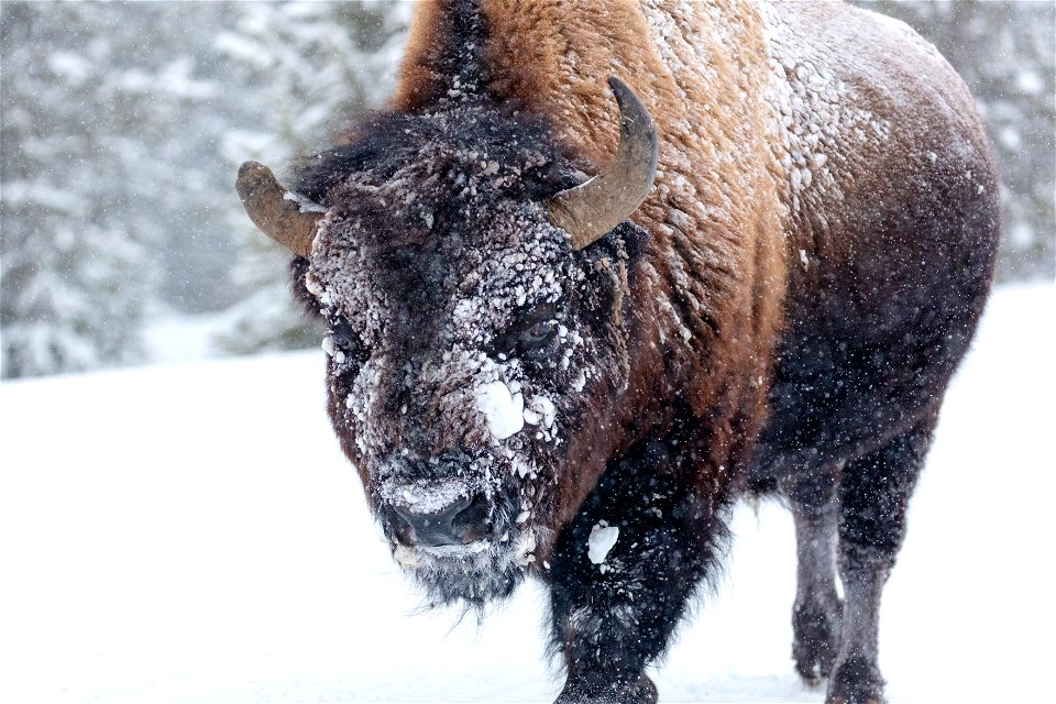 A lone bull bison saunters down the road during a winter storm (2)