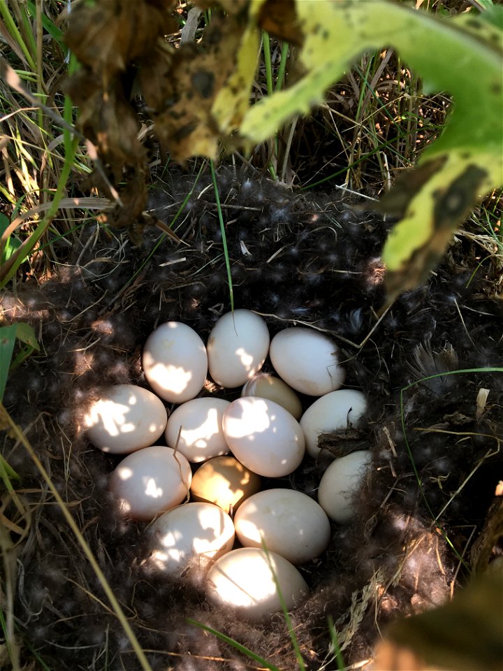 Waterfowl Nest Under Thistle Lake Andes Wetland Management District South Dakota