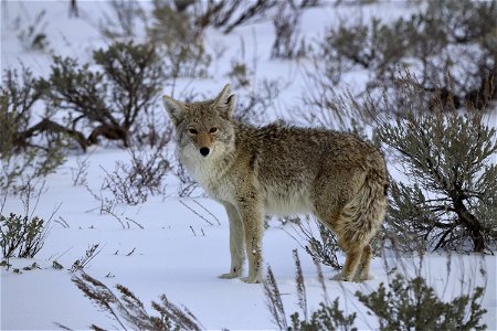 Coyote photo