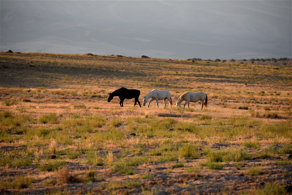 2021 Conger Herd Management Area Gather