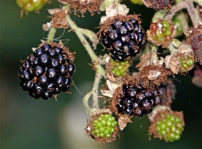 BLACKBERRY, HIMALAYAN (Rubus discolor) (8-29-2021) yard, crescent city, del norte co, ca -01