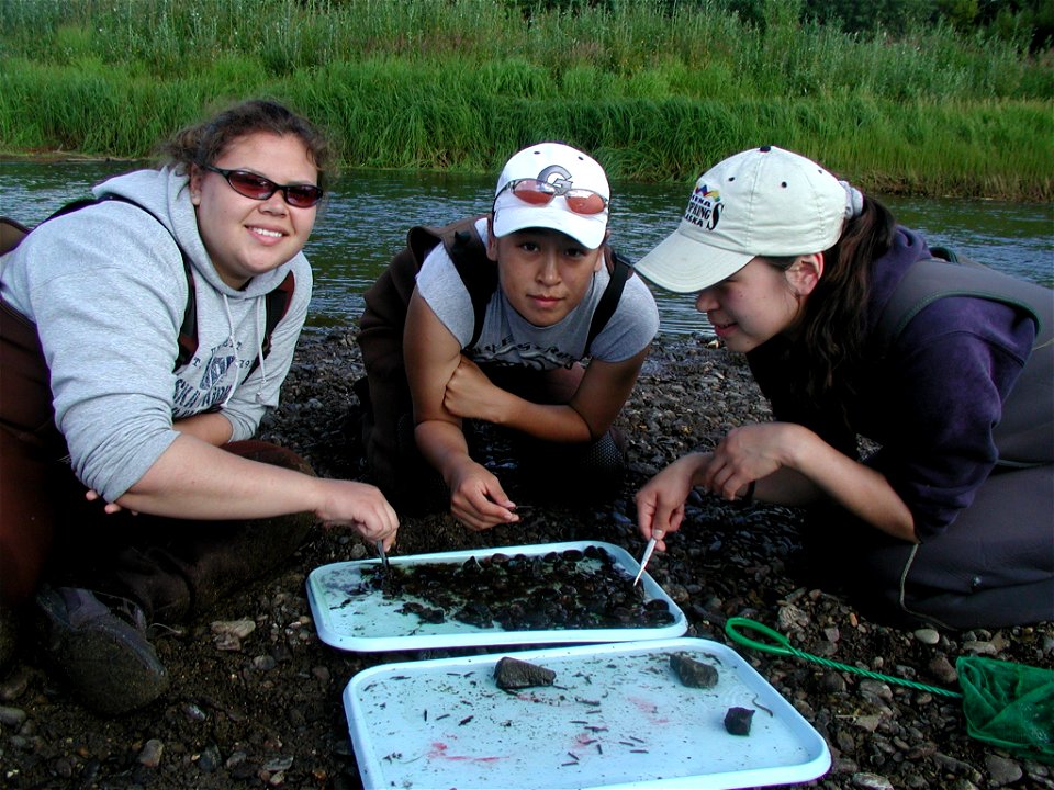 Identifying aquatic insects