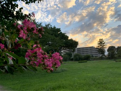 Hibarigaoka Danchi in Higashikurume-shi
