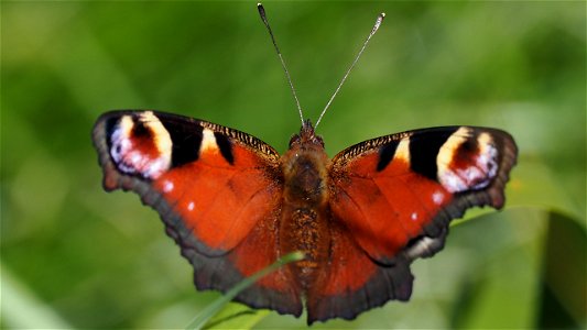Aglais io (Tagpfauenauge)