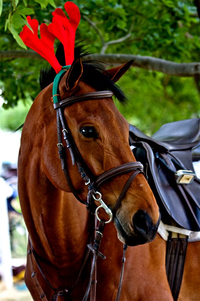 Merry, the Christmas Horse