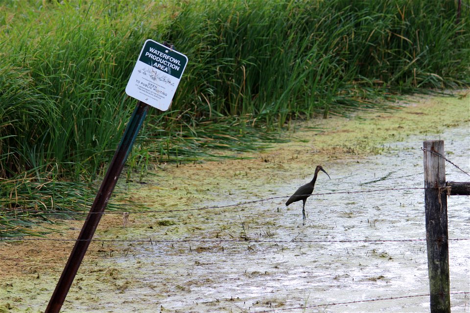 A White Faced Ibis Lake Andes Wetland Management District South Dakota