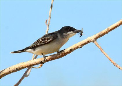 Eastern kingbird at Seedskadee National Wildlife Refuge