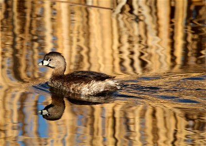Adult Pied-billed Grebe Huron Wetland Management District South Dakota