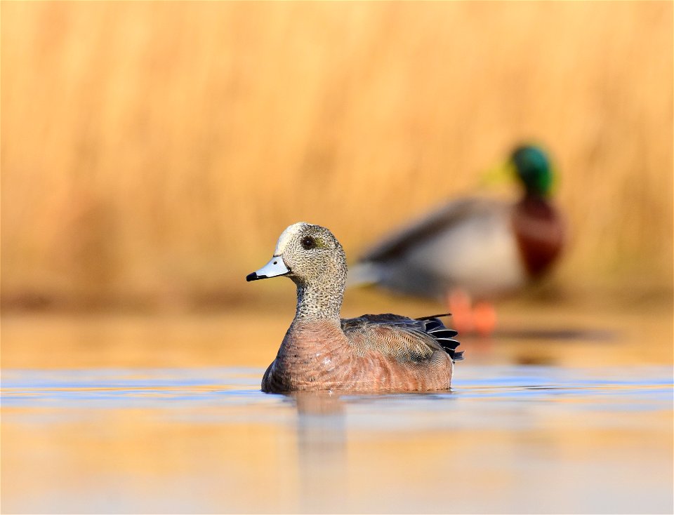 American wigeon at Seedskadee National Wildlife Refuge Wyoming