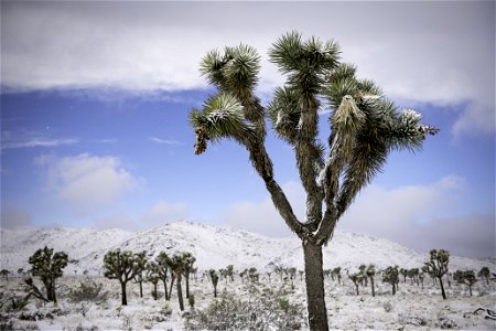 Snow over a field of Joshua trees in Lost Horse Valley photo