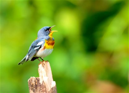 Singing Northern Parula