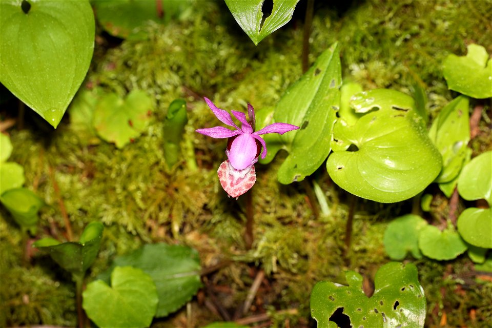 Calypso bulbosa (Fairy Slipper) (4-25-2022) tolowa dunes state park, del norte co, ca -01