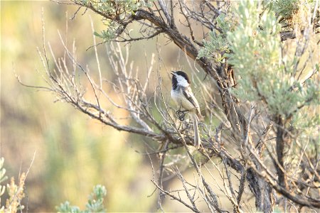 Black-capped chickadee (Poecile atricapillus) calling in Mammoth Campground photo
