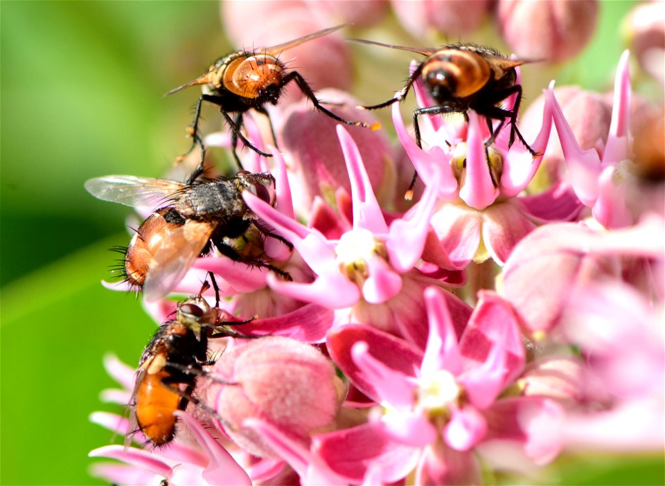 Bristle or Tachinid fly (Peleteria iterans)  at Seedskadee NWR Wyoming