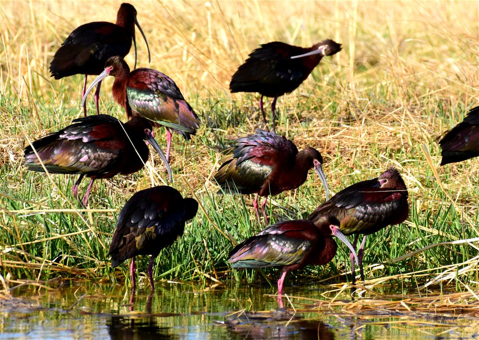 White-faced ibis at Seedskadee National Wildlife Refuge