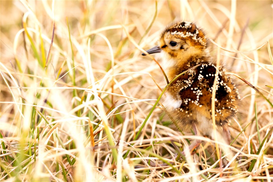 A young dunlin chick on the tundra