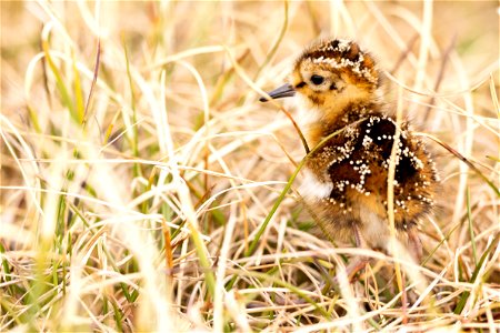 A young dunlin chick on the tundra photo