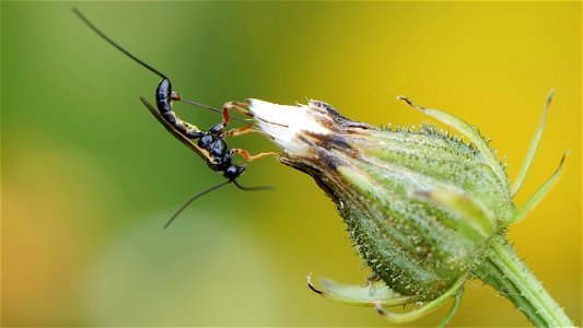 Schlupfwespe Pimplinae sp. (Ichneumonidae) beim "Probing": Sequenz Bild 1