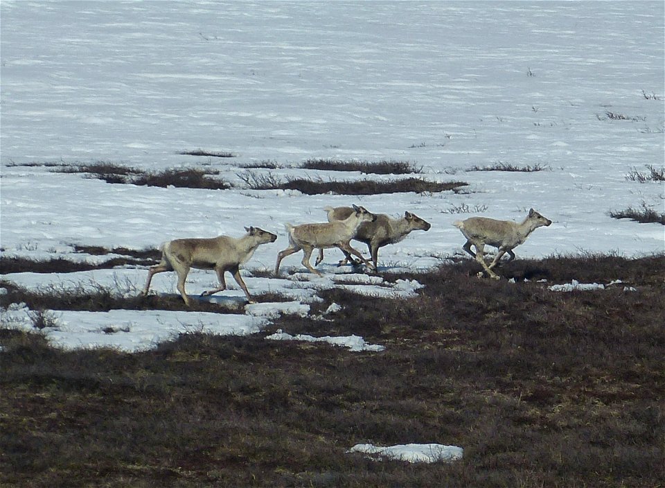Caribou in Kilbuck Mountains