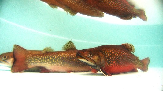 Adult Coaster Brook Trout photo