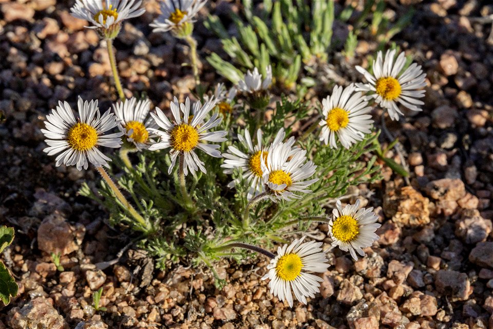 Erigeron compositus