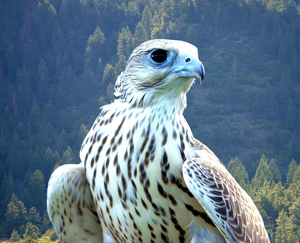 Beautiful predator hunter