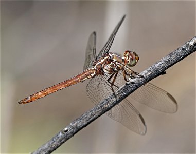 SKIMMER, ROSEATE (Orthemis ferruginea) (01-25-2023) imm male, santa ana nwr, hidalgo co, tx (2)