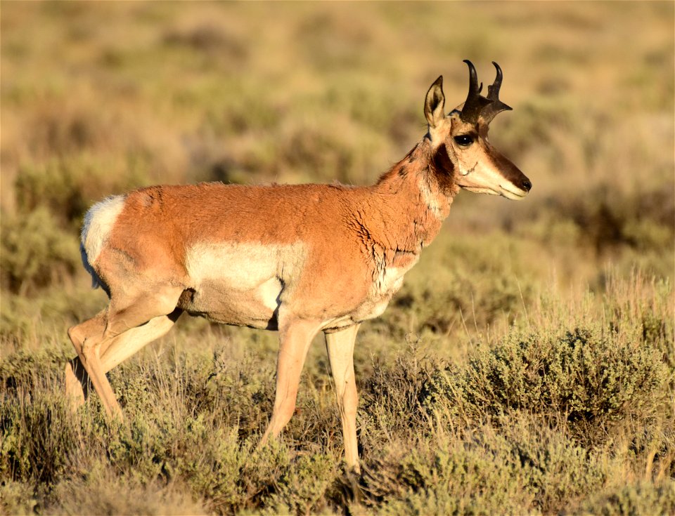 Pronghorn at Seedskadee National Wildlife Refuge