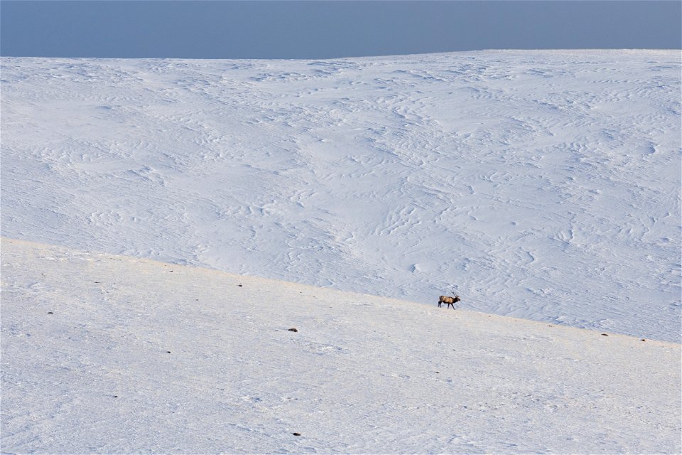 Single Elk & Giant Snowy Hills