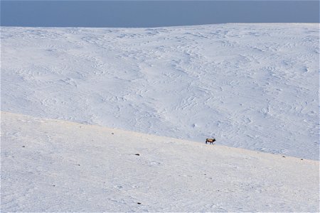 Single Elk & Giant Snowy Hills photo
