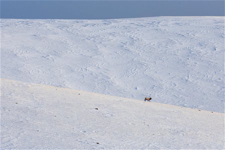 Single Elk & Giant Snowy Hills