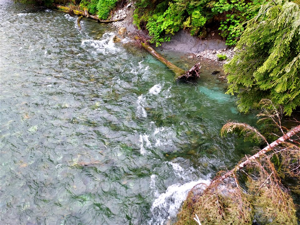 Stillaguamish River at Big Four, Mt. Baker-Snoqualmie National Forest. Photo by Anne Vassar June 14, 2021.