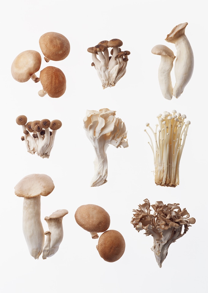 Foraged Mushroom selection