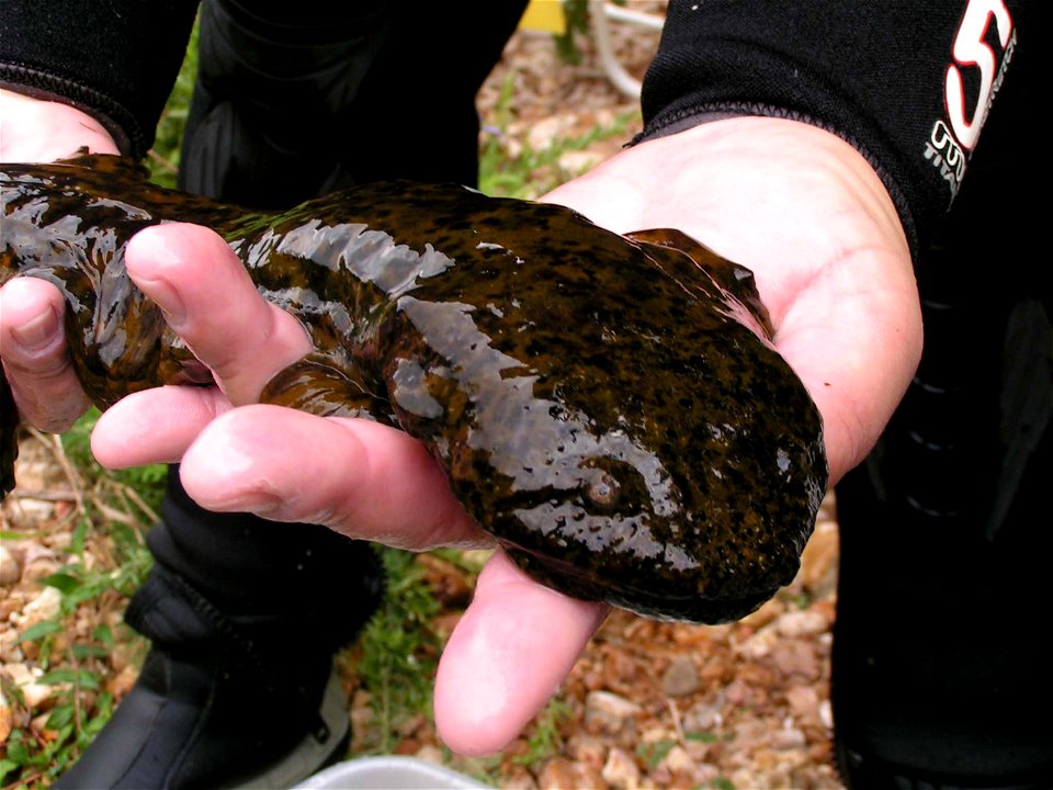 Ozark hellbender (Cryptobranchus alleganiensis bishopi)