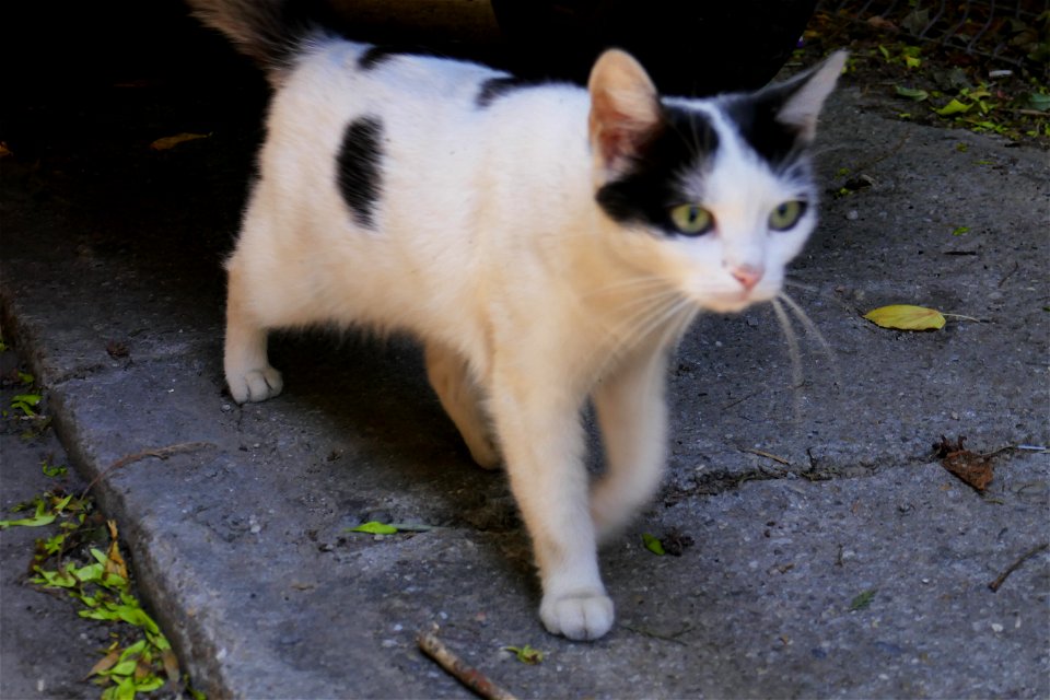 independent-cats_2017_0624_082603