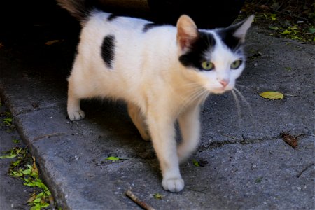 independent-cats_2017_0624_082603