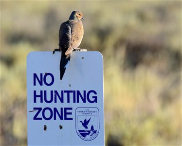 No hunting zone and mourning dove
