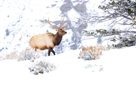 Elk along the Temporary North Entrance Road